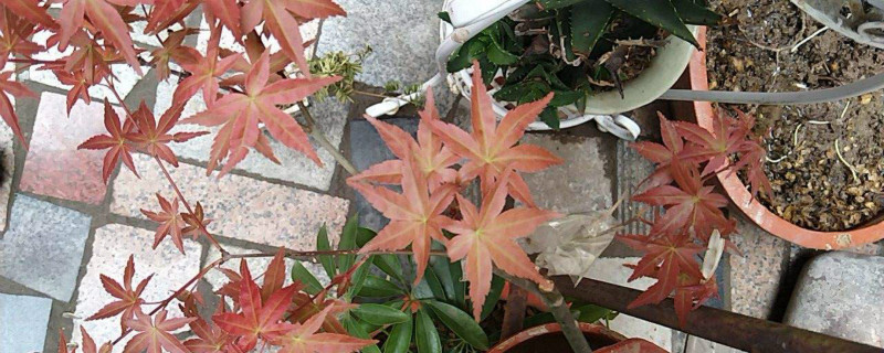 鸡爪槭的花语是什么