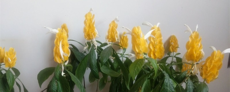 金苞花叶子卷咋回事