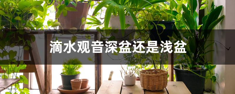 滴水观音深盆还是浅盆
