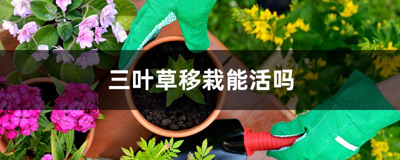 三叶草移栽能活吗