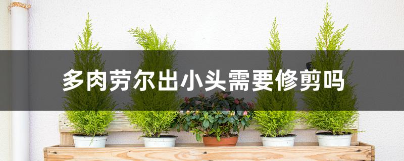 多肉劳尔出小头需要修剪吗