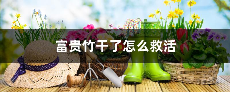 富贵竹干了怎么救活