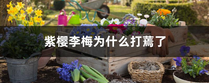 紫樱李梅为什么打蔫了