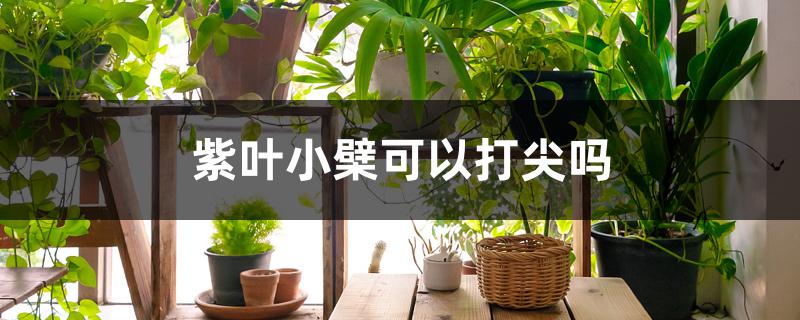 紫叶小檗可以打尖吗