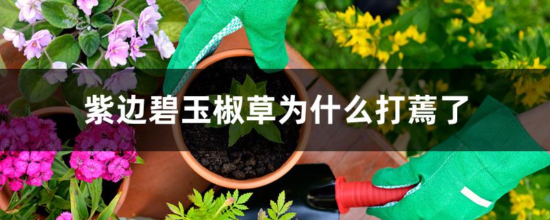 紫边碧玉椒草为什么打蔫了