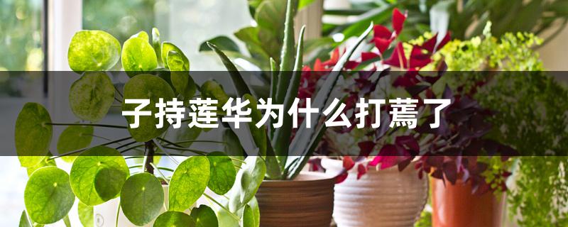 子持莲华为什么打蔫了