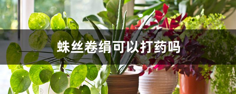 蛛丝卷绢可以打药吗