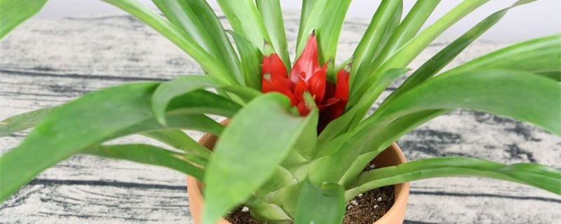 鸿运当头叶子发黄发焦