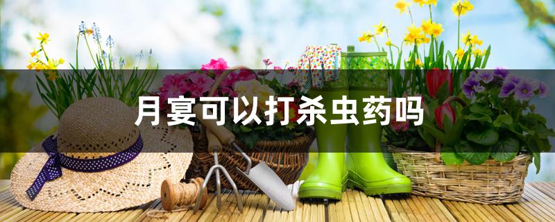 月宴可以打杀虫药吗