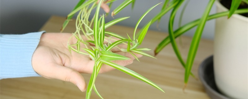 夏天吊兰烂根怎么回事