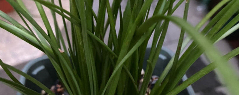 韭菜红尖的原因是什么