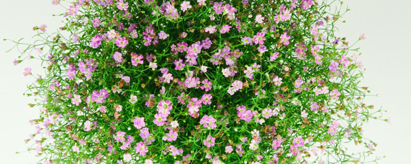 圆锥石头花和满天星的区别