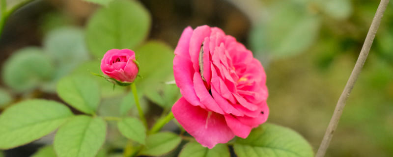 月季叶子卷曲的原因