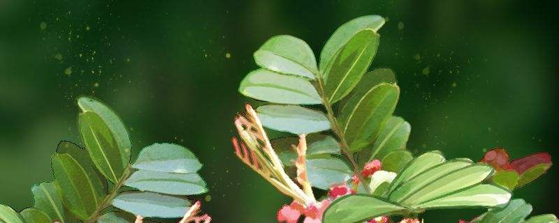 清香木有虫子怎么办