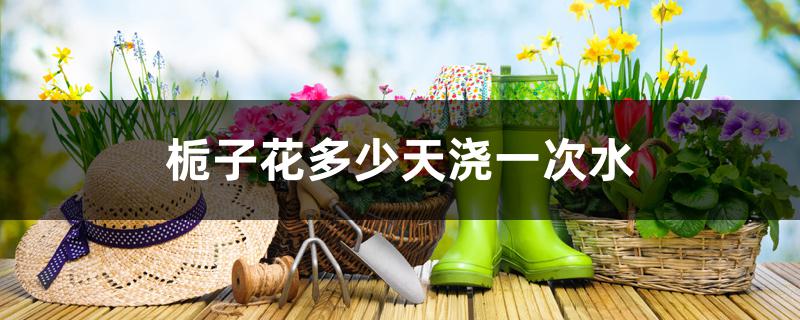 栀子花多少天浇一次水