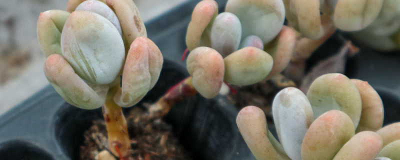 桃美人掉叶子怎么回事