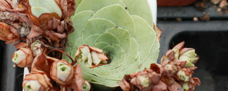 山地玫瑰怎么扦插