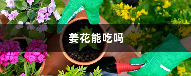 姜花能吃吗