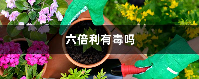 六倍利有毒吗