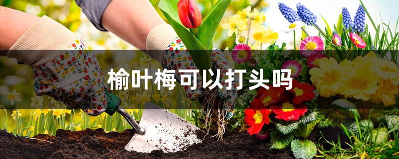 榆叶梅可以打头吗