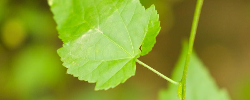 蔓性风铃花夏天怎么养