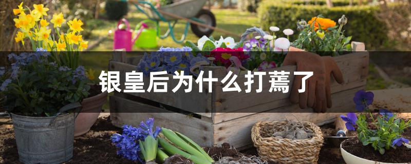 银皇后为什么打蔫了