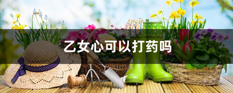 乙女心可以打药吗