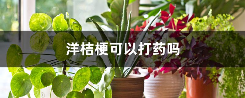 洋桔梗可以打药吗