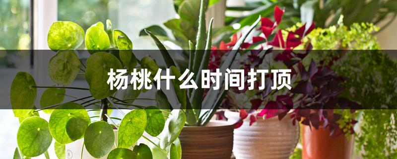 杨桃什么时间打顶