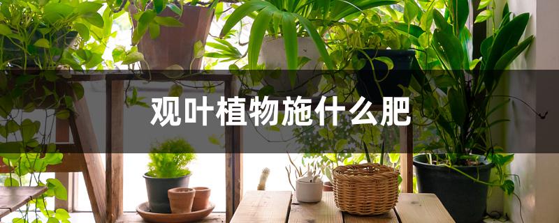 观叶植物施什么肥