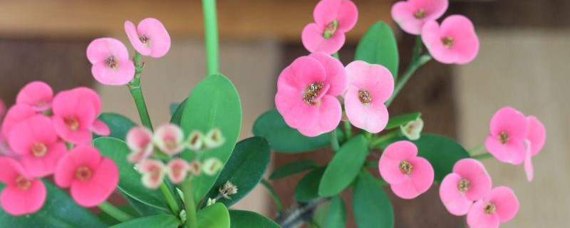 虎刺梅夏天怎么养护