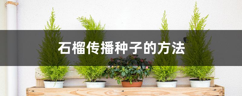 石榴传播种子的方法