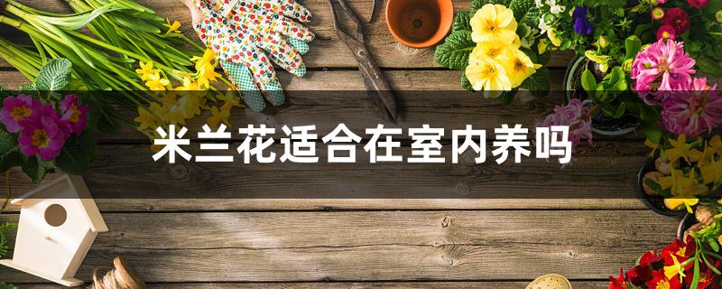 米兰花适合在室内养吗