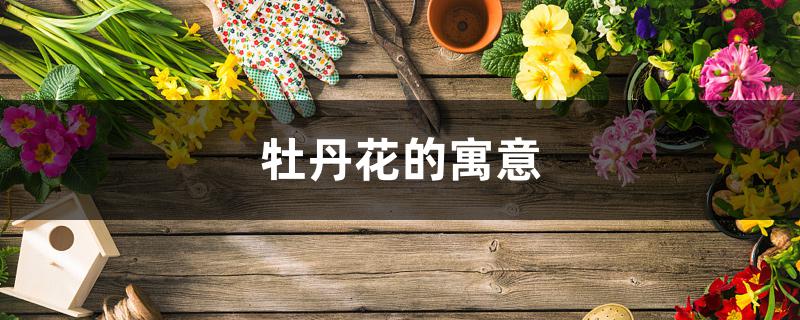 牡丹花的寓意