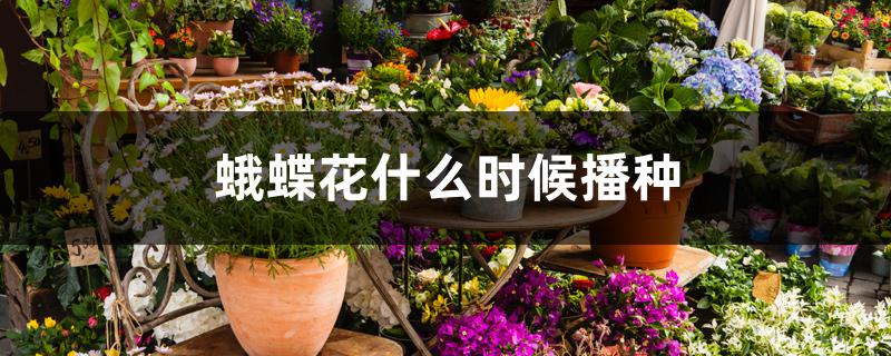 蛾蝶花什么时候播种