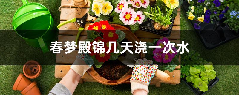 春梦殿锦几天浇一次水