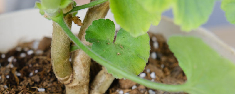 天竺葵叶子发白是怎么回事