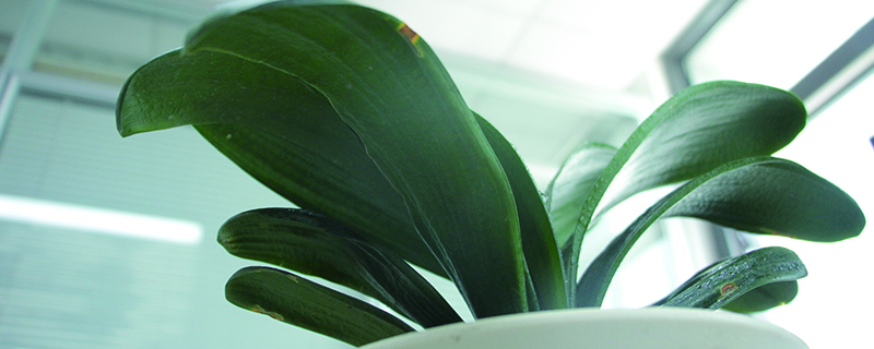 君子兰夹箭了怎样才能长出来