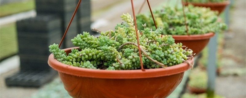 新玉缀掉叶子什么原因