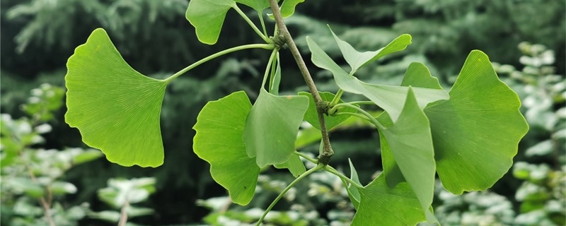 银杏种子怎么种植才会发芽