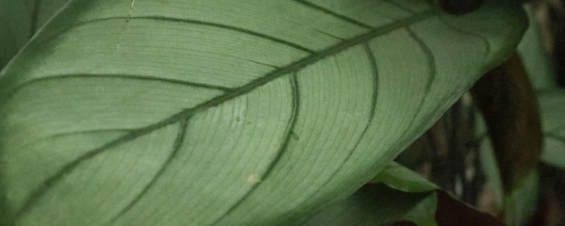 竹芋寓意和花语