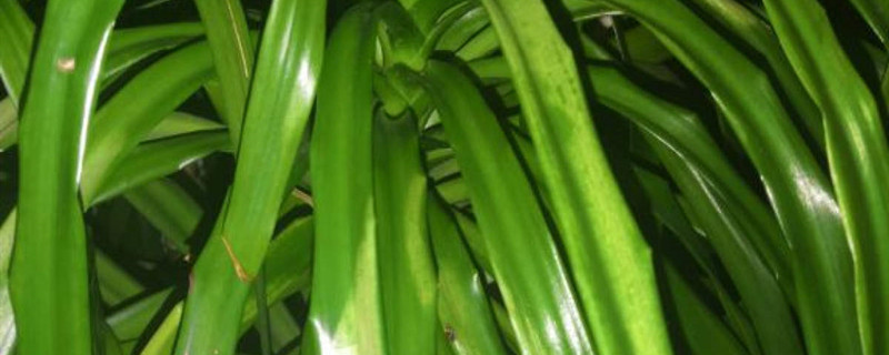 龙须兰叶子发软下垂怎么回事
