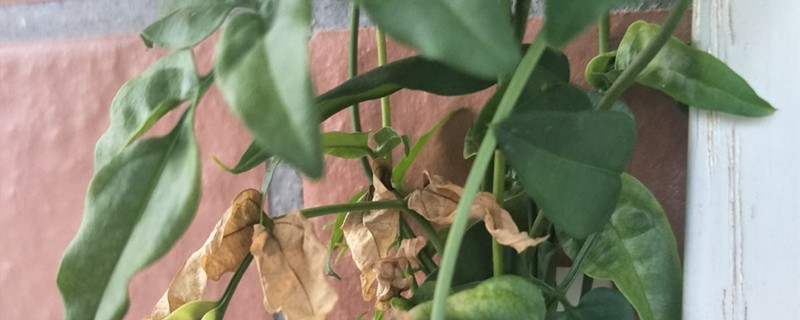 毛茉莉养殖方法