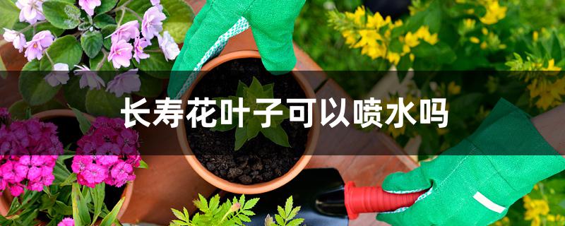 长寿花叶子可以喷水吗