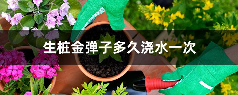 生桩金弹子多久浇水一次