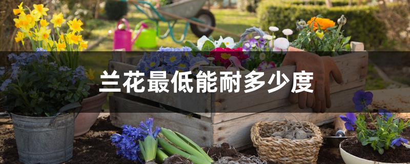 兰花最低能耐多少度