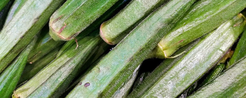 秋葵的种植技术与管理