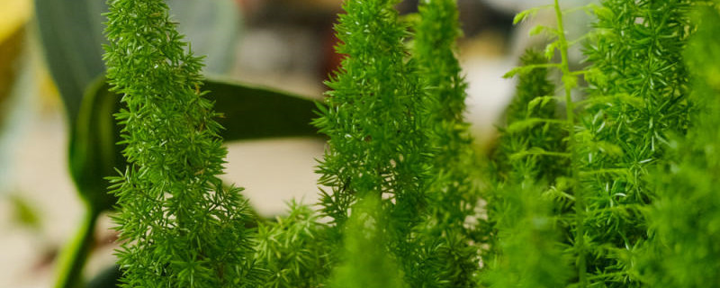 狐尾天门冬如何爆尾