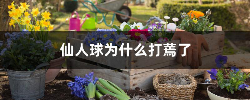 仙人球为什么打蔫了