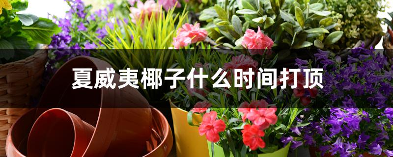 夏威夷椰子什么时间打顶